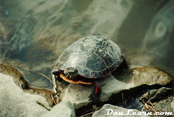 Red stripe turtle