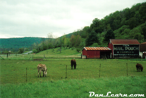 Farm animals grazing