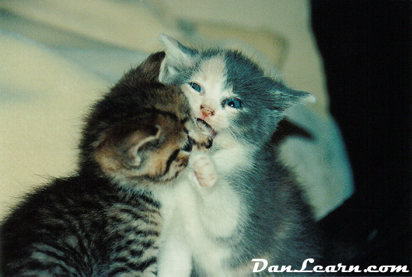 Kittens playing