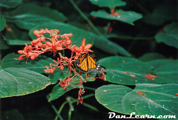 NPC Butterfly Conservatory