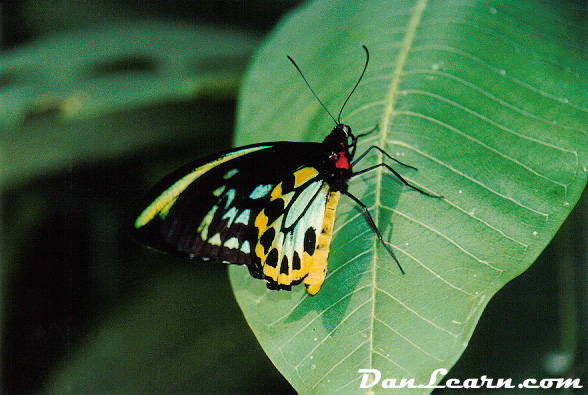 NPC Butterfly Conservatory