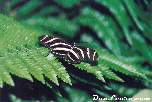 NPC Butterfly Conservatory