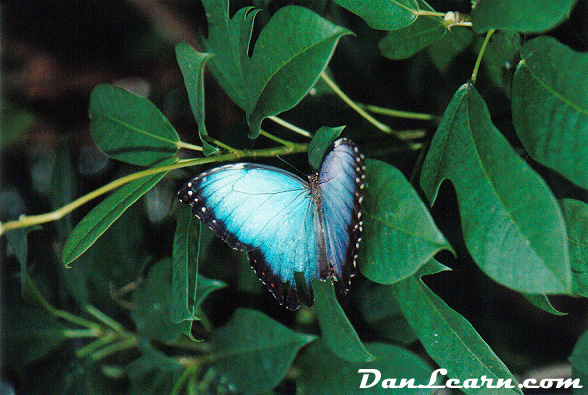 NPC Butterfly Conservatory