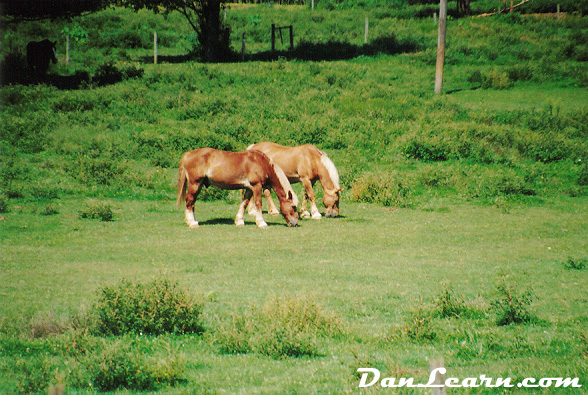 Horses grazing