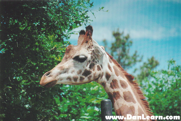 Giraffe eating