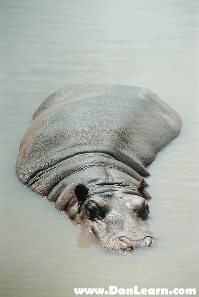 Hippo swimming