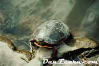 Red stripe turtle