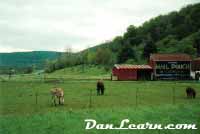 Farm animals grazing