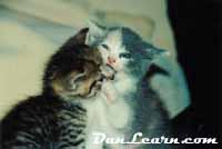 Kittens playing