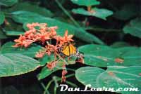 NPC Butterfly Conservatory