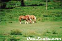 Horses grazing