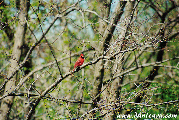 Red cardinal