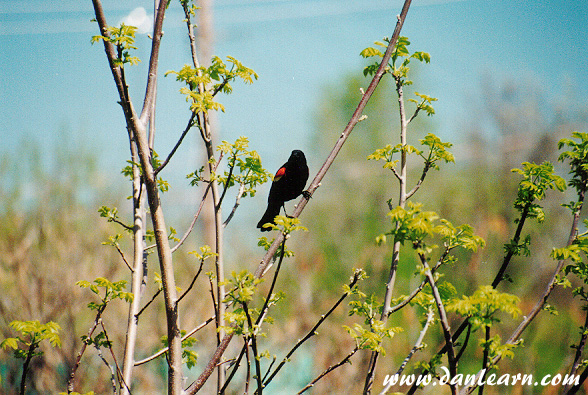 Red-winged blackbird