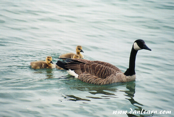 Mother and baby geese