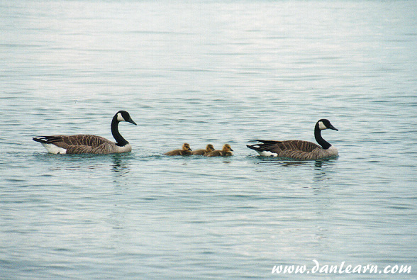 Family of Canada geese