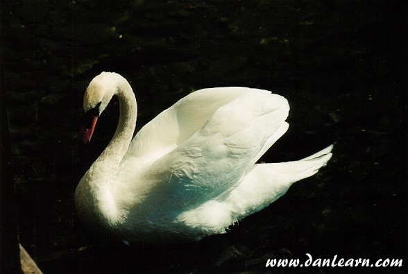 White swan