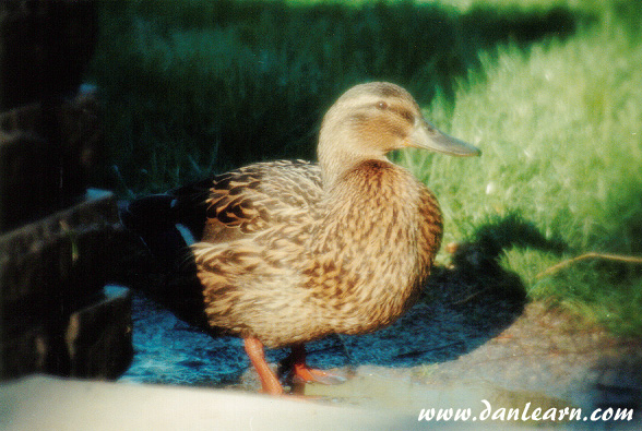 Female Mallard duck