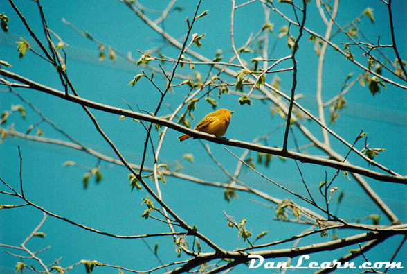 Scarlet Tanager