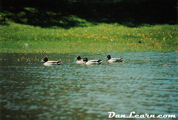 Ducks swimming