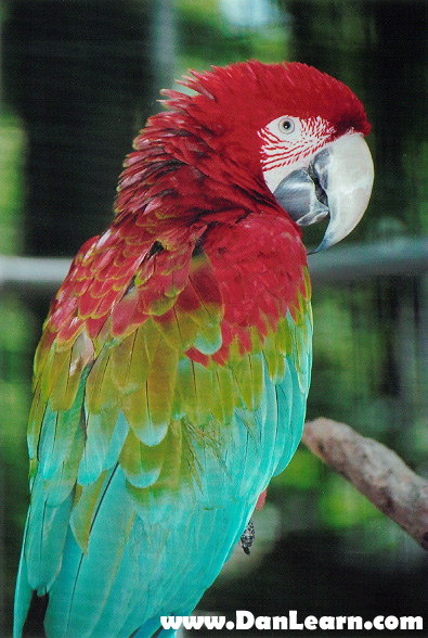 Greenwing Macaw parrot