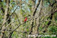 Red cardinal