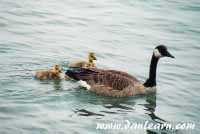 Mother and baby geese