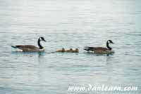 Family of Canada Geese