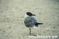 Shore seagull