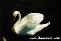 White swan