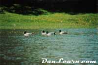 Ducks swimming