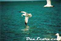 Seagull catching fish