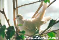 Dove in tree