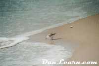 Sandpiper on shoreline