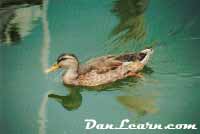 Female mallard duck