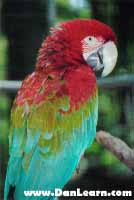 Greenwing Macaw parrot