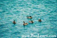 Group of ducks