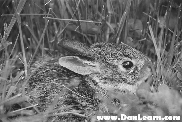 Hiding in the grass