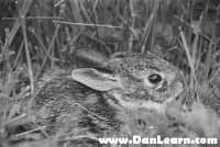 Hiding in the grass