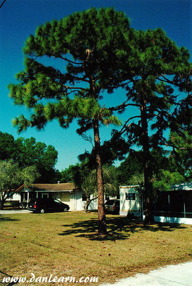 Okeechobee trees