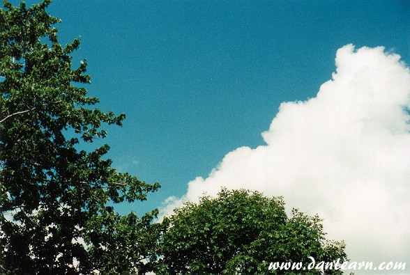 Tree and clouds