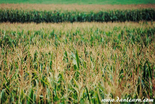 Corn field