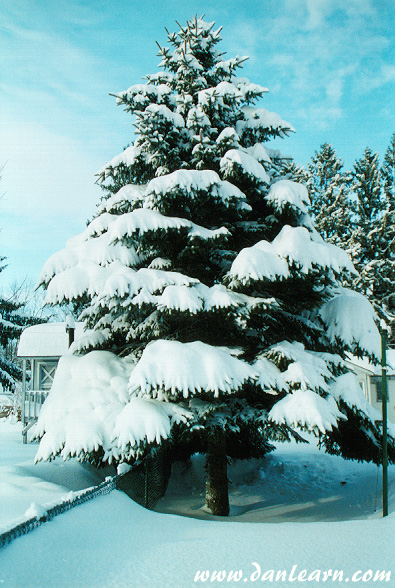 Snow-covered tree