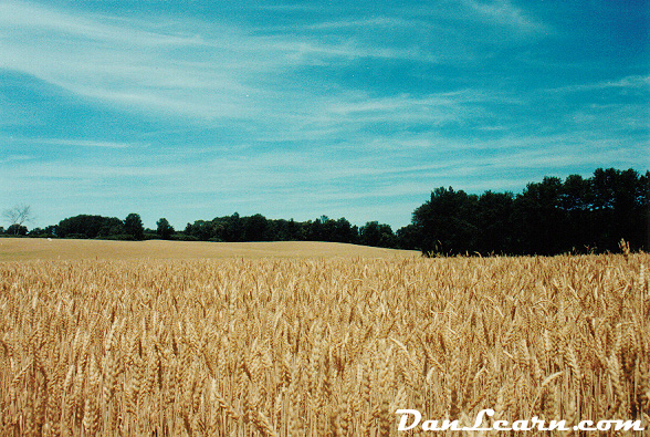 Rolling field