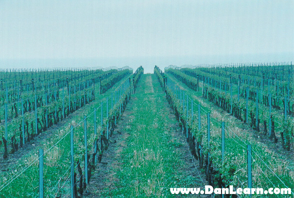 Vineyard on Lake Ontario