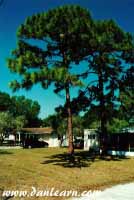 Okeechobee trees