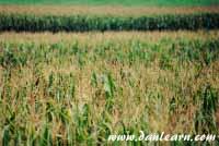 Corn field