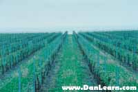 Vineyard on Lake Ontario