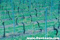 Vineyard rows