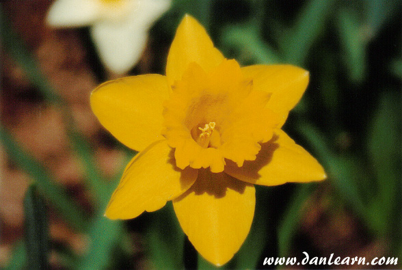 Daffodil