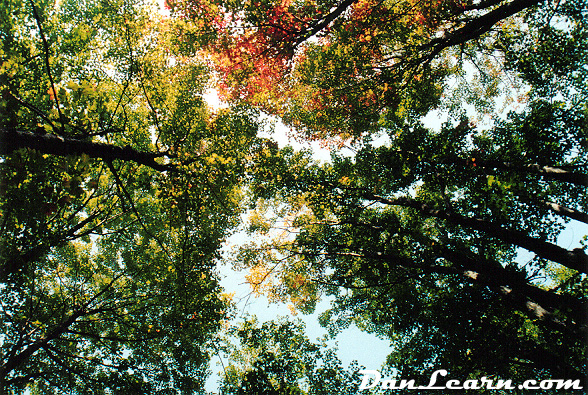 Forest ceiling